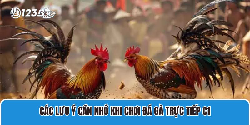 Các lưu ý cần nhớ khi chơi đá gà trực tiếp C1