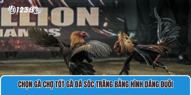 Chọn gà chợ tốt gà đá Sóc Trăng bằng hình dáng đuôi