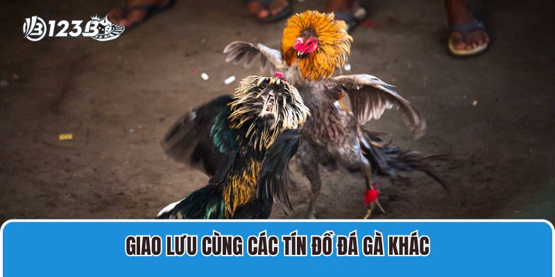 Giao lưu cùng các tín đồ đá gà khác