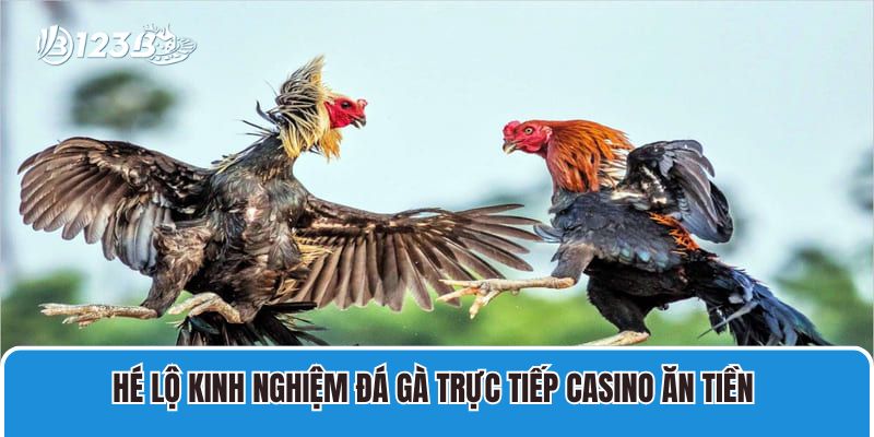 Hé Lộ Kinh Nghiệm Đá Gà Trực Tiếp Casino Ăn Tiền