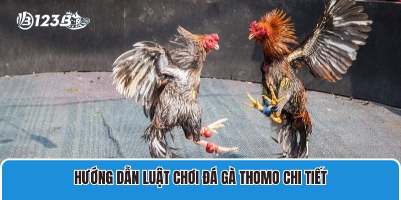 Hướng dẫn luật chơi đá gà Thomo chi tiết