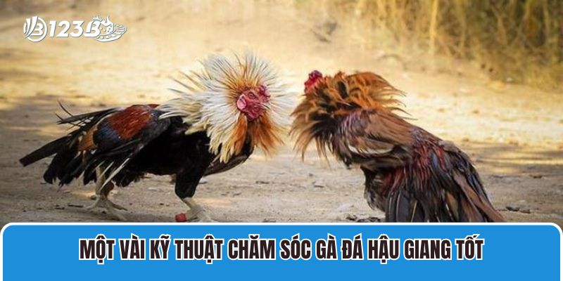 Một vài kỹ thuật chăm sóc gà đá Hậu Giang tốt