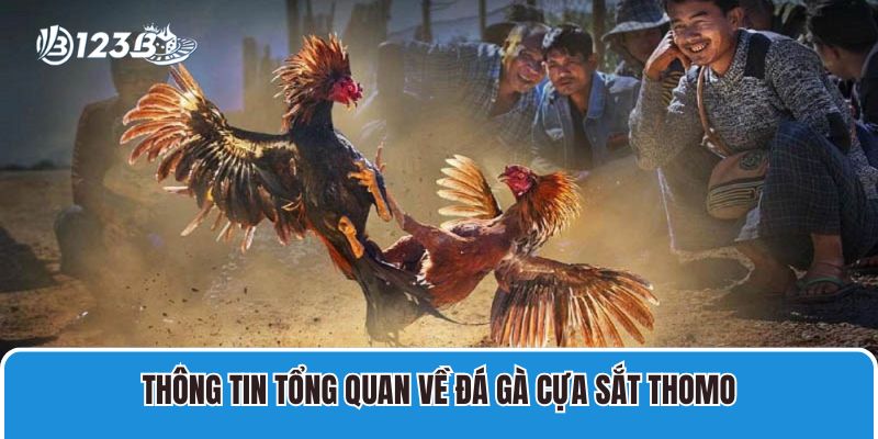 Thông tin tổng quan về đá gà cựa sắt Thomo