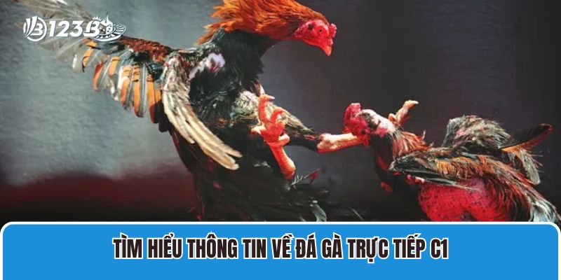 Tìm hiểu thông tin về Đá gà trực tiếp C1