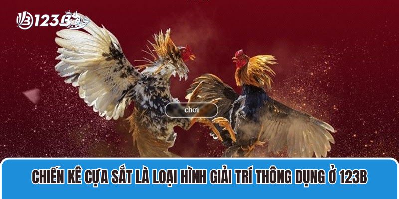Chiến kê cựa sắt là loại hình giải trí thông dụng ở 123B