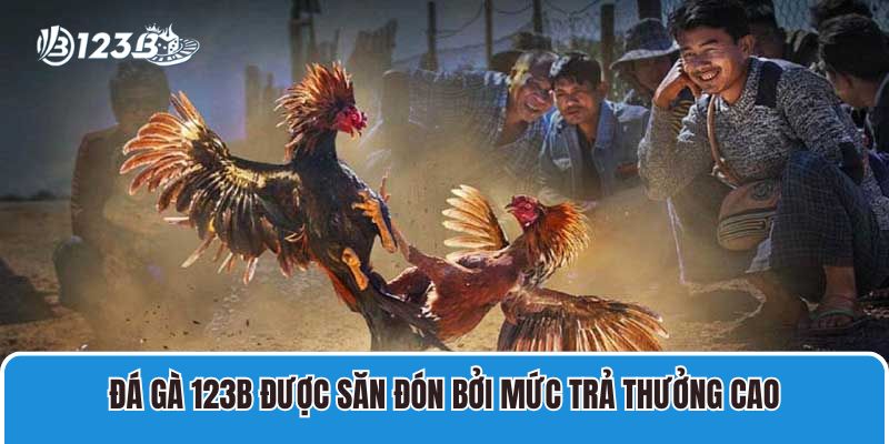 Đá gà 123B được săn đón bởi mức trả thưởng cao