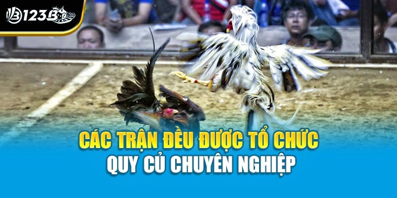 Các trận đều được tổ chức quy củ chuyên nghiệp