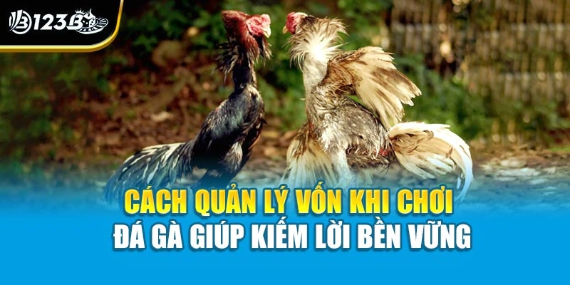 Cách quản lý vốn khi chơi đá gà giúp kiếm lời bền vững