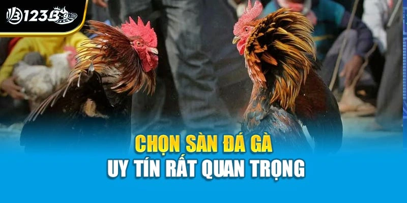 Chọn sàn đá gà uy tín rất quan trọng