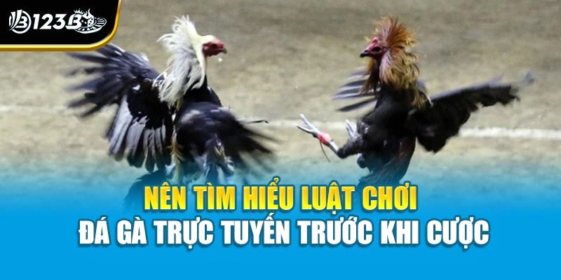 Nên tìm hiểu luật chơi đá gà trực tuyến trước khi cược