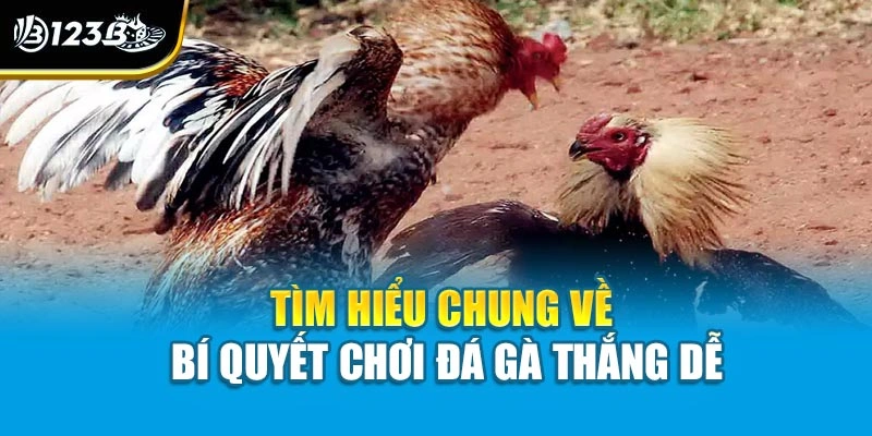 Tìm hiểu chung về bí quyết chơi đá gà thắng dễ